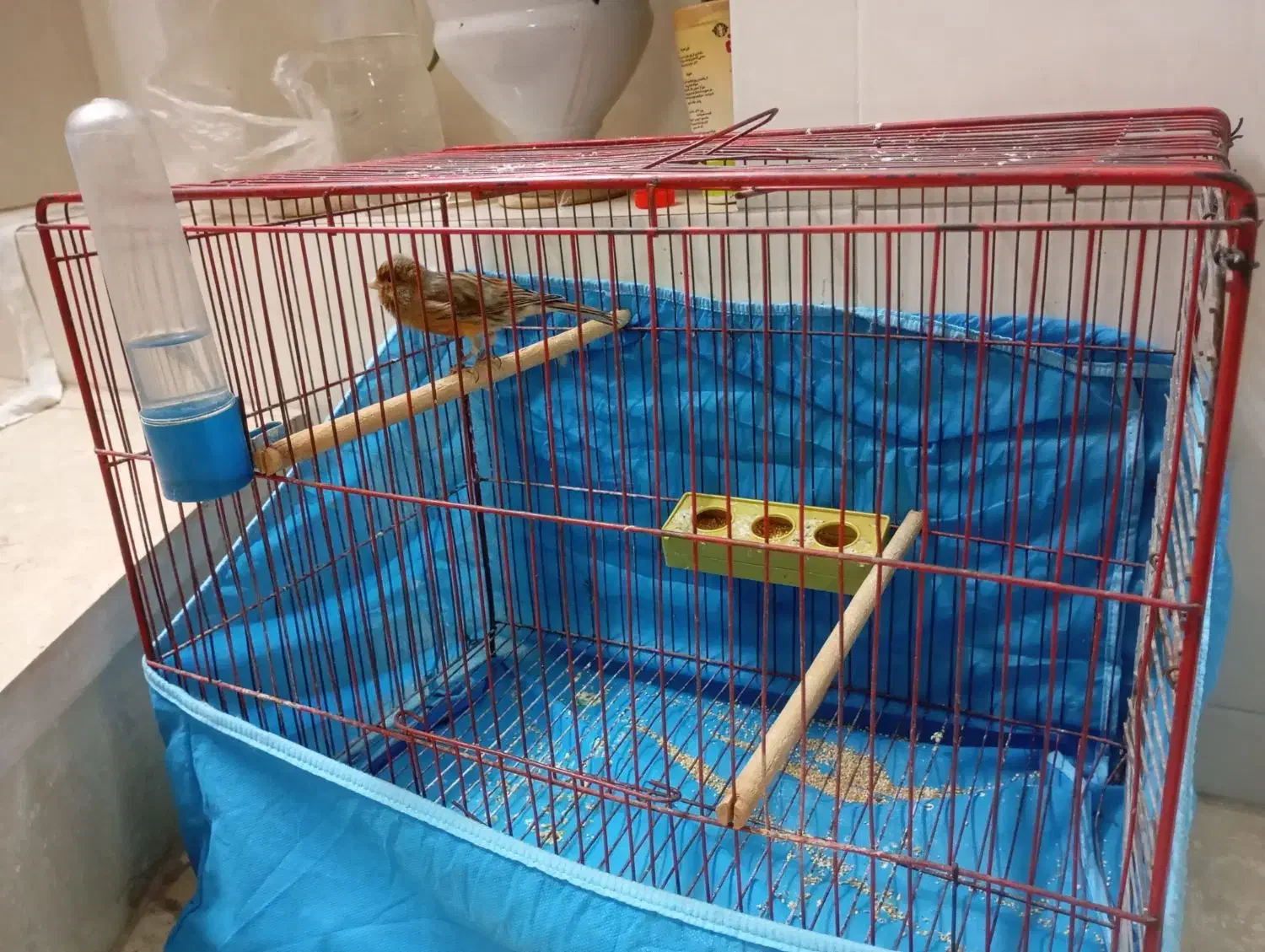 قناری بخون خش|پرنده|یزد, |دیوار