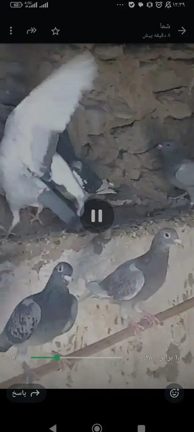 12جفت کبوتر  مسافتی ناجلد|پرنده|سراوان, |دیوار