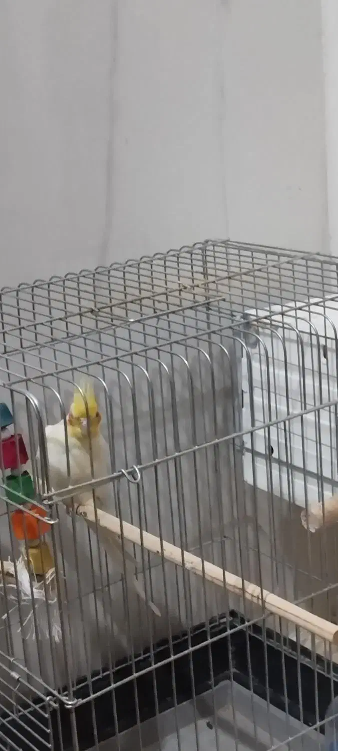 جفت عروس هلندی|پرنده|خرمشهر, |دیوار