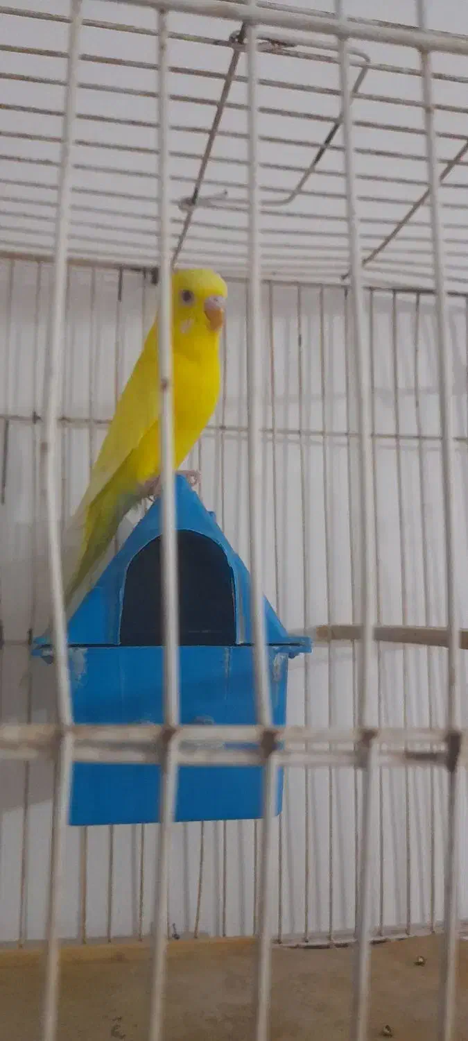 مرغ عشق ماده|پرنده|چناران, |دیوار