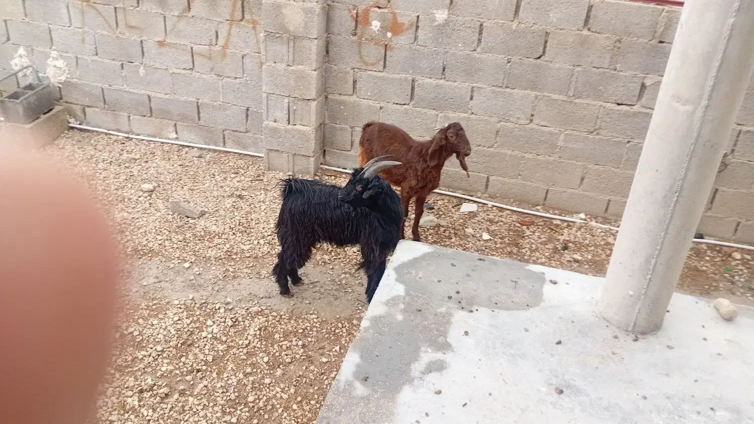 کهره نر مخصوص درخونه|حیوانات مزرعه|ارد, |دیوار