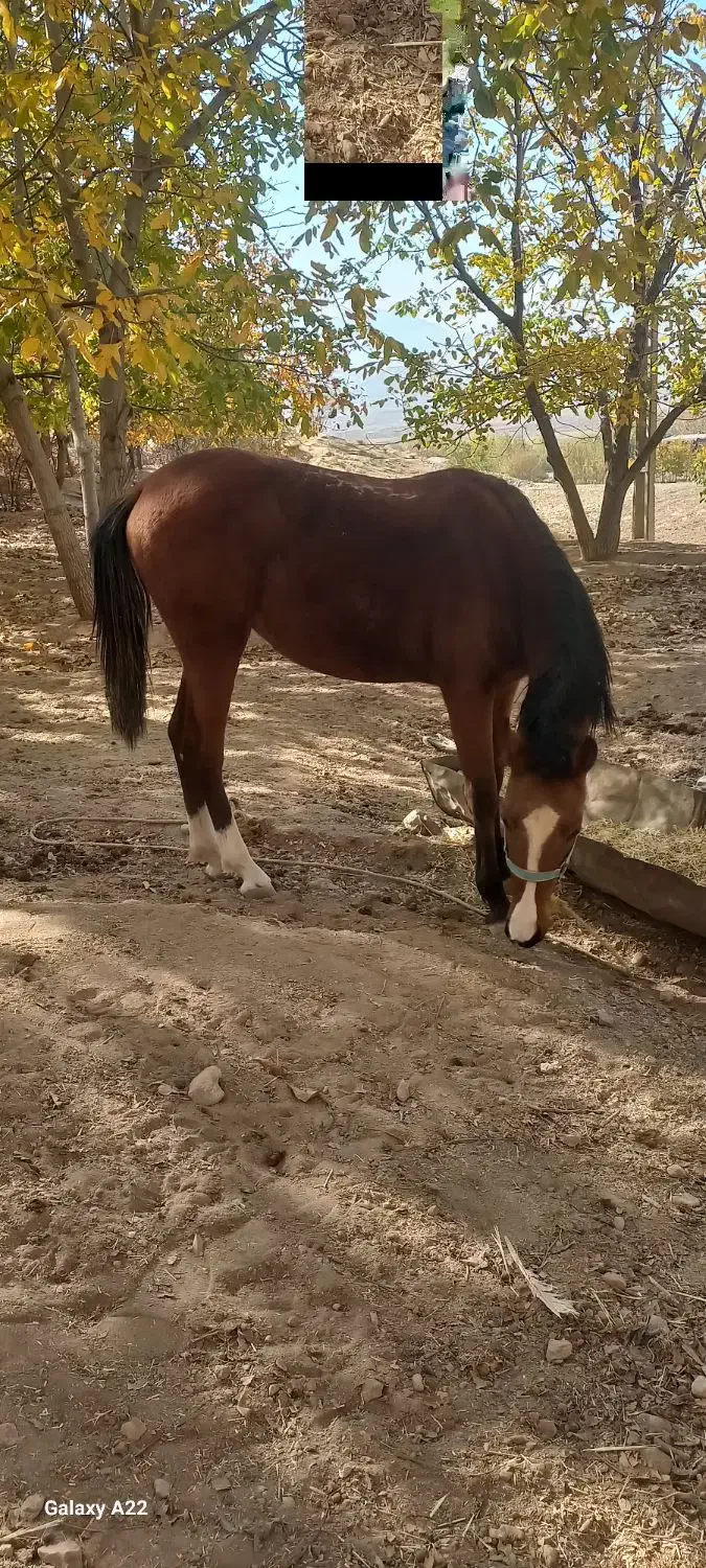 کره مادیون|اسب و تجهیزات اسبسواری|زاغه, |دیوار
