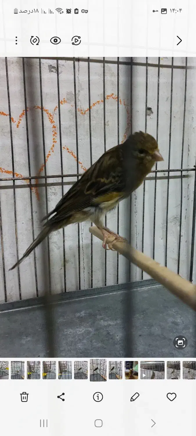 قناری سبز نر دوعدد|پرنده|بندر انزلی, آذربایجان|دیوار