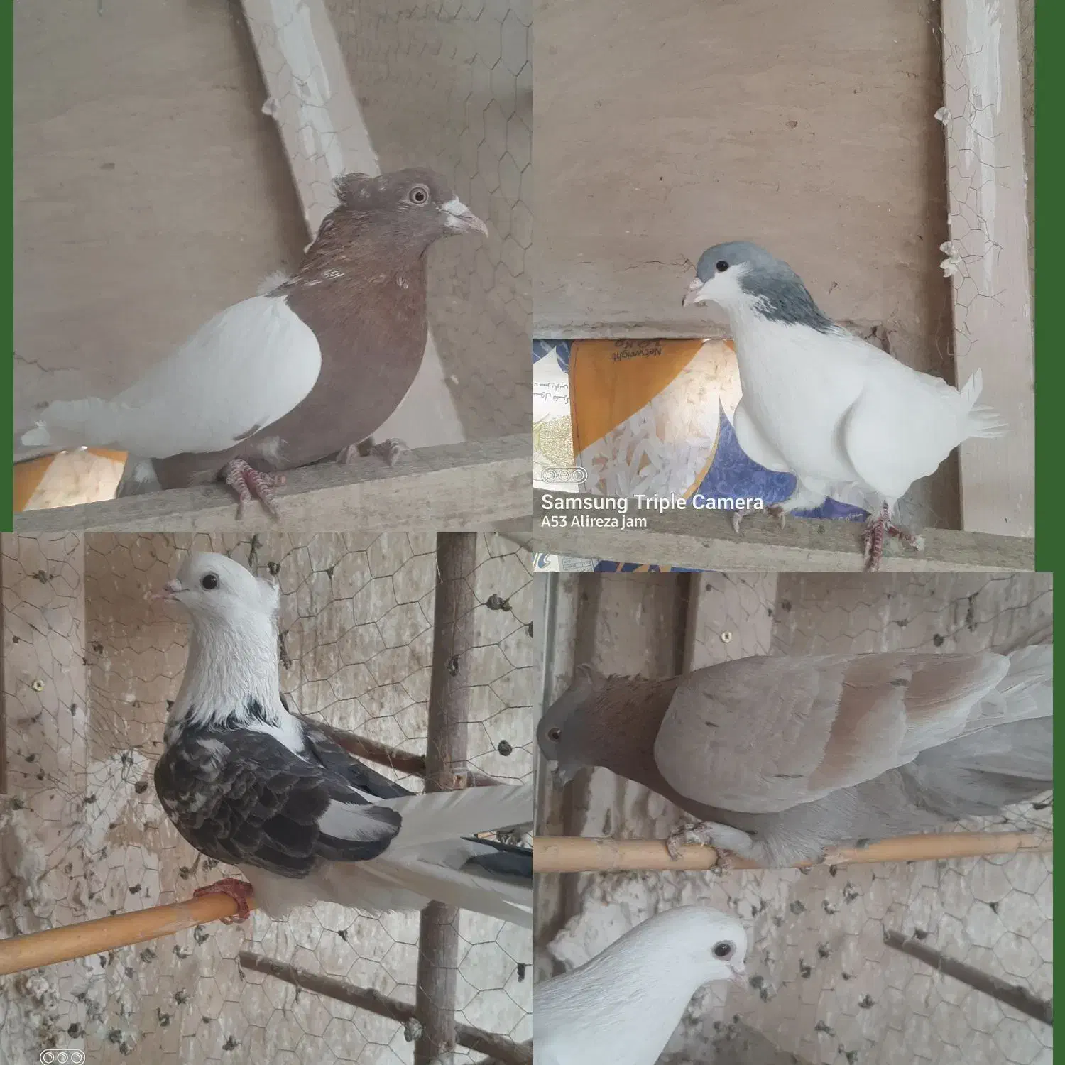 کفتر پلاس سینه ای سروردمسیاه قلمکار بوربوری دمسفید|پرنده|قم, رضویه|دیوار