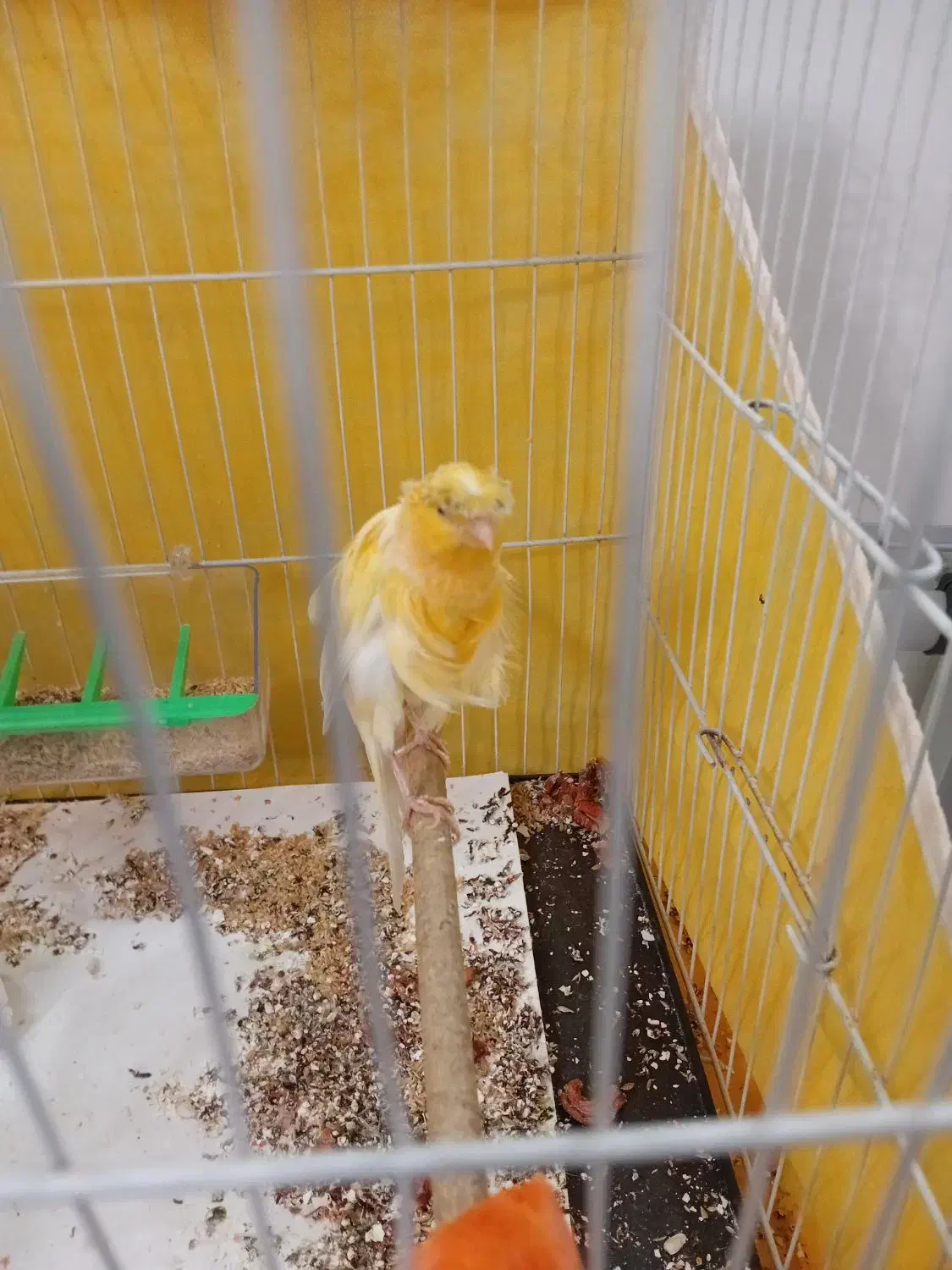 قناری|پرنده|مشهد, نظام دوست|دیوار