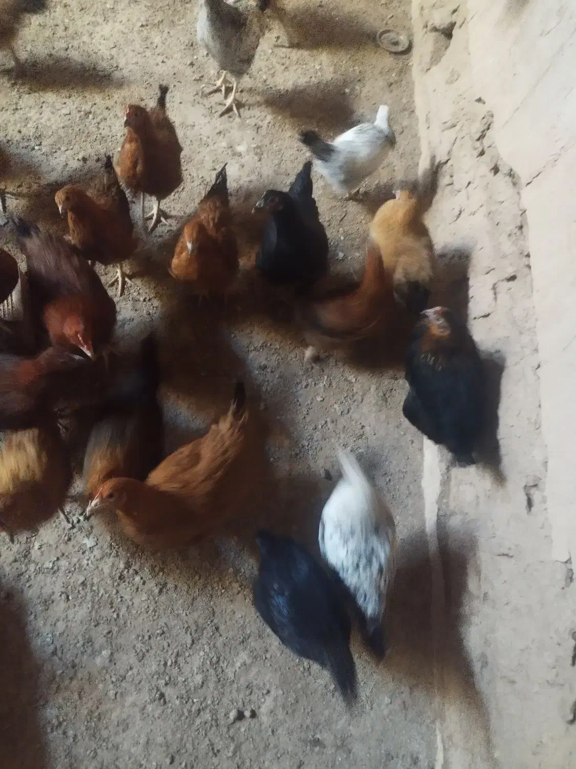 مرغ دم تخم جوان|حیوانات مزرعه|شاهینشهر, بانک استان|دیوار