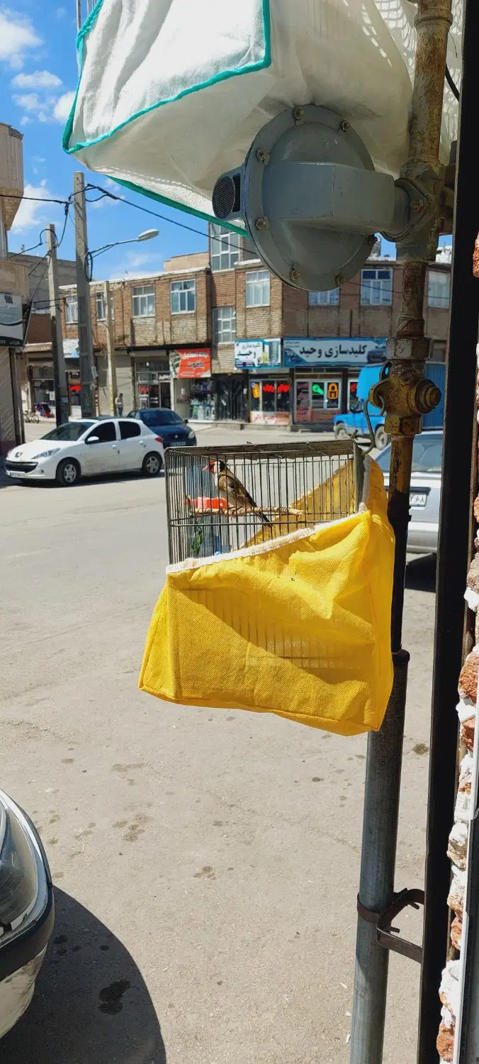 سهره نر|پرنده|اردبیل, |دیوار