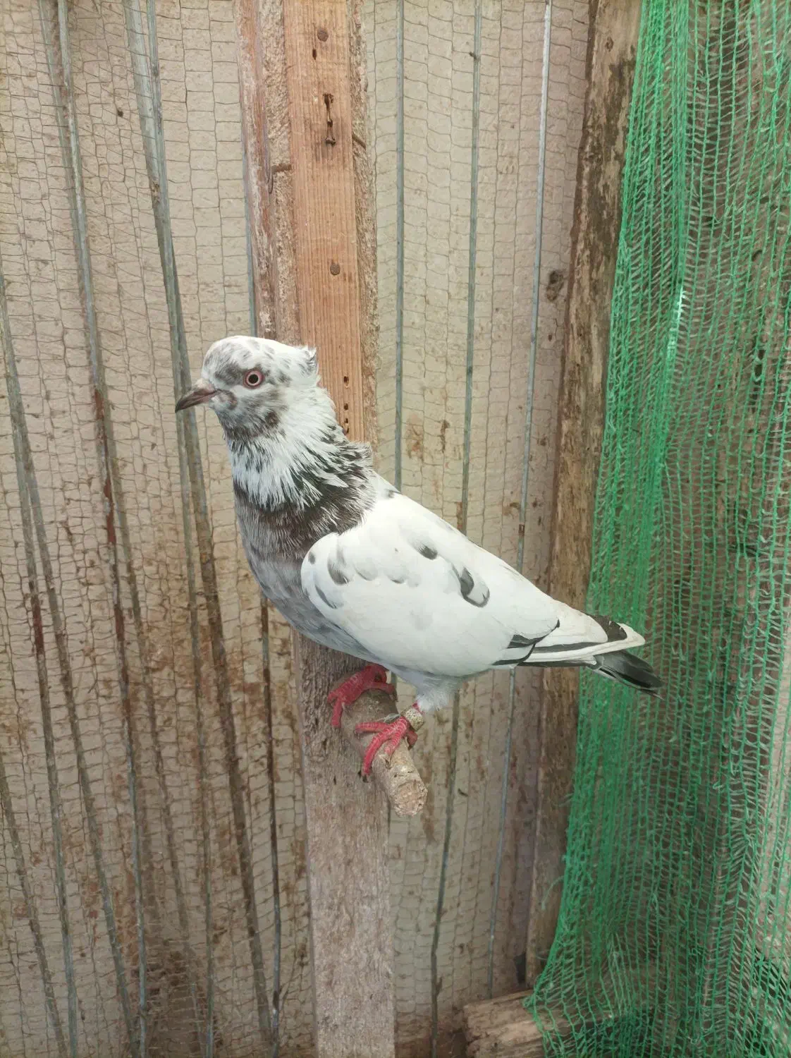 کبوتر|پرنده|رودسر, |دیوار