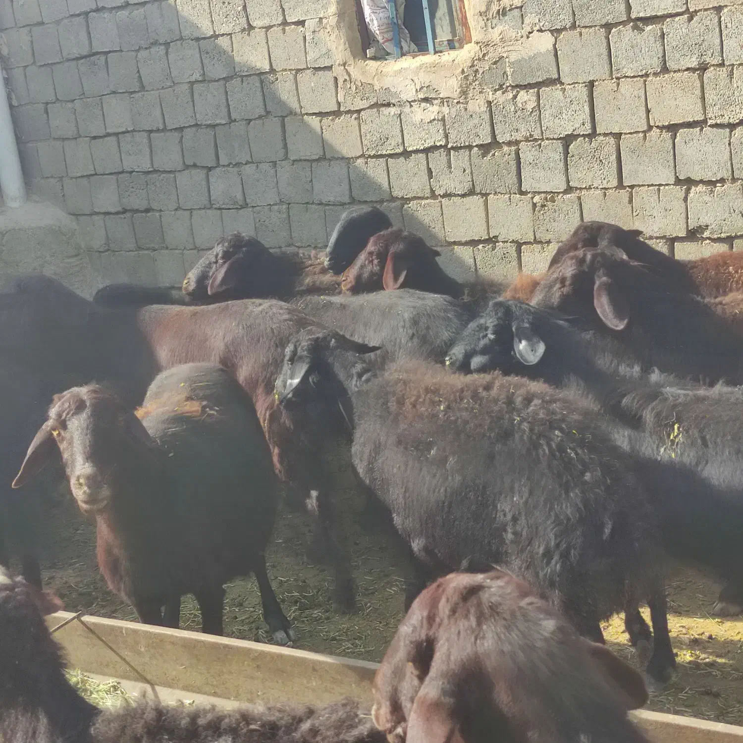 گوسفند نژاد قره قزل سیاه کبود|حیوانات مزرعه|بوکان, |دیوار