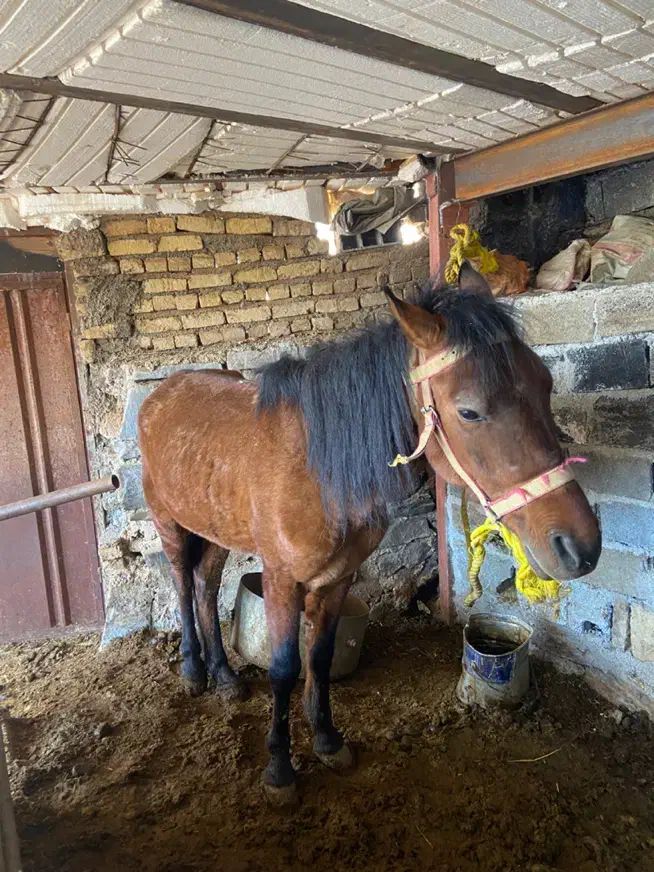 اسب|اسب و تجهیزات اسب‌سواری|تهران, لویزان|دیوار