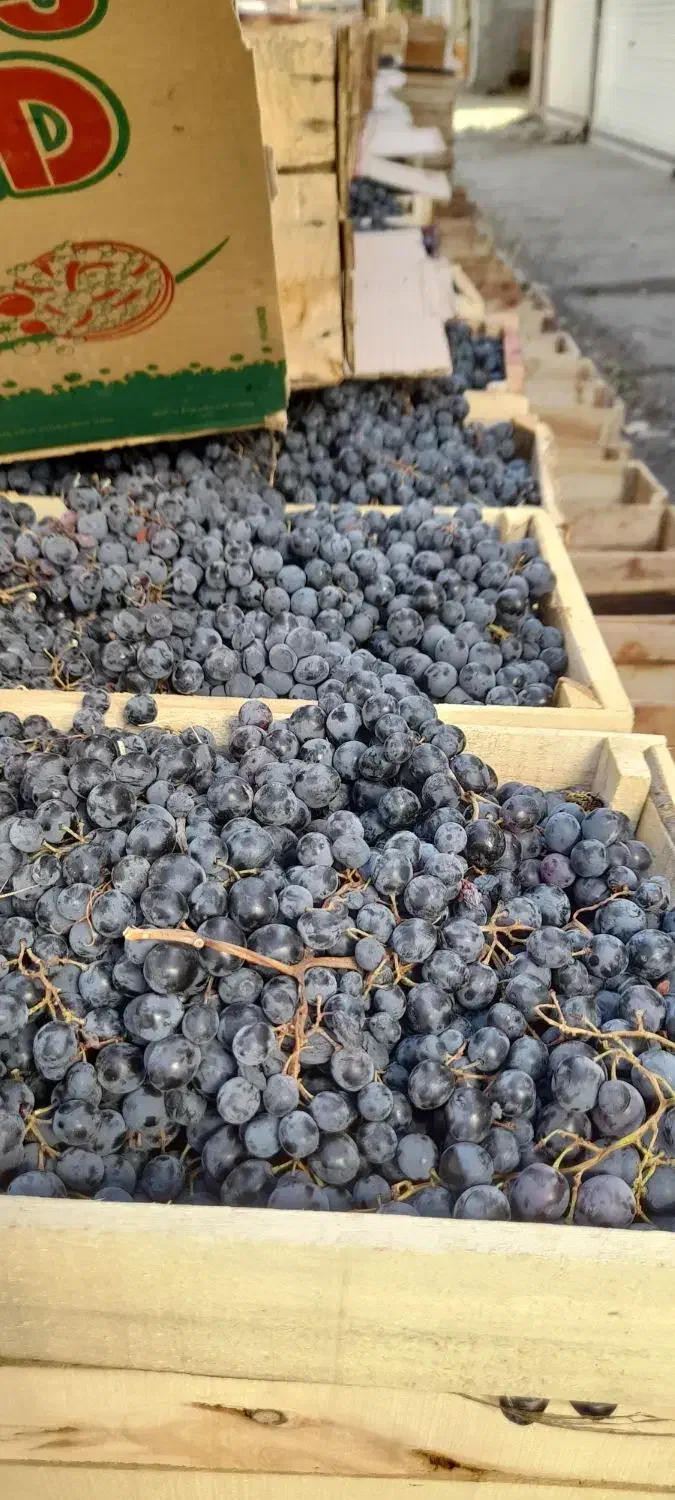 انگور دیمی کردستان|خوردنی و آشامیدنی|سروآباد, |دیوار