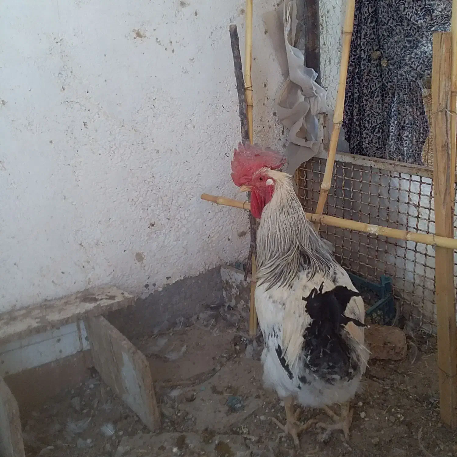 مرغ وخروس فروشی|پرنده|مود, |دیوار