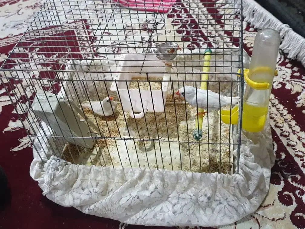 فنچ.|پرنده|تهران, زعفرانیه|دیوار