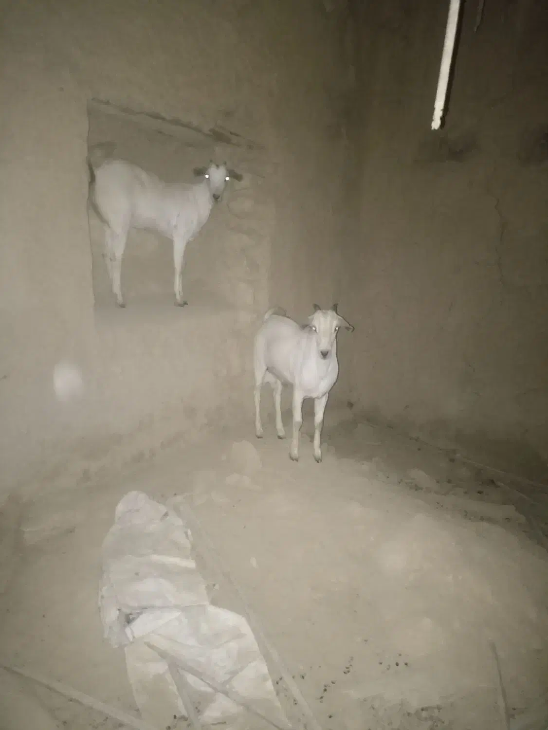 چکل و گیسه سومال جفت دوقلو|حیوانات مزرعه|وراوی, |دیوار