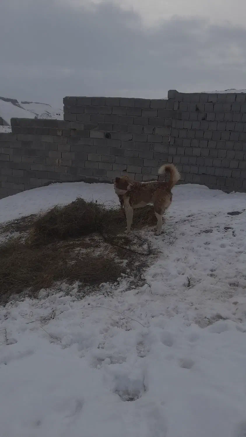 سگ دوساله|سگ|باسمنج, |دیوار