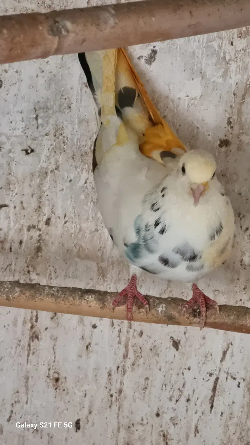 کبوتر دانه ای 250 یک کلمه|پرنده|نکا, |دیوار