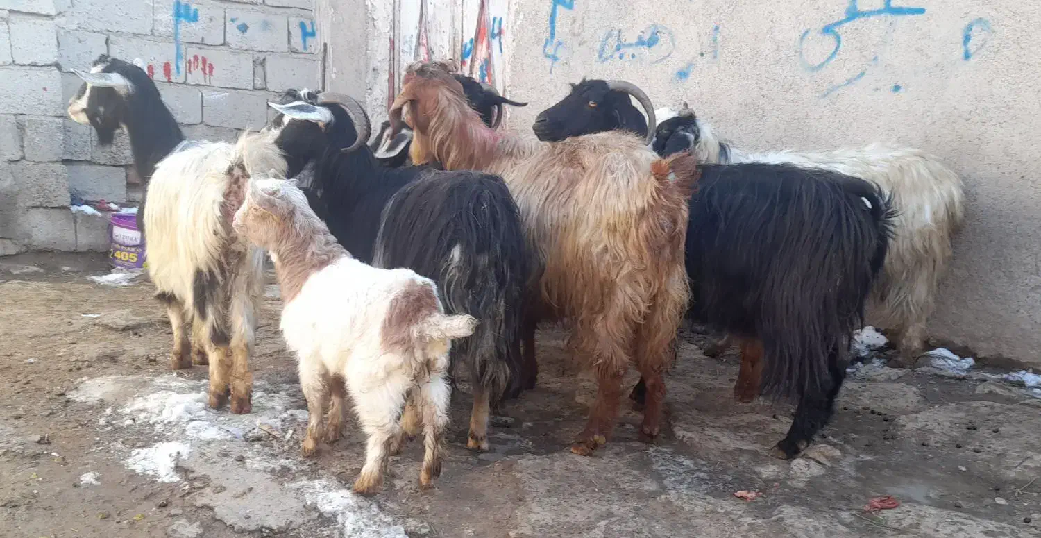 ۷ عدد بز بچه دار برای دامازدیخ|حیوانات مزرعه|اردبیل, |دیوار