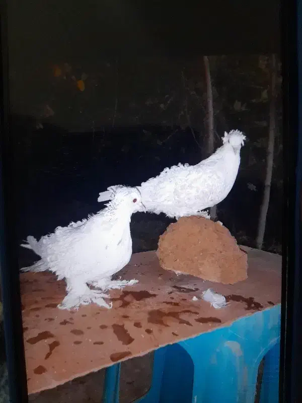 فری جکسون|پرنده|بجنورد, |دیوار