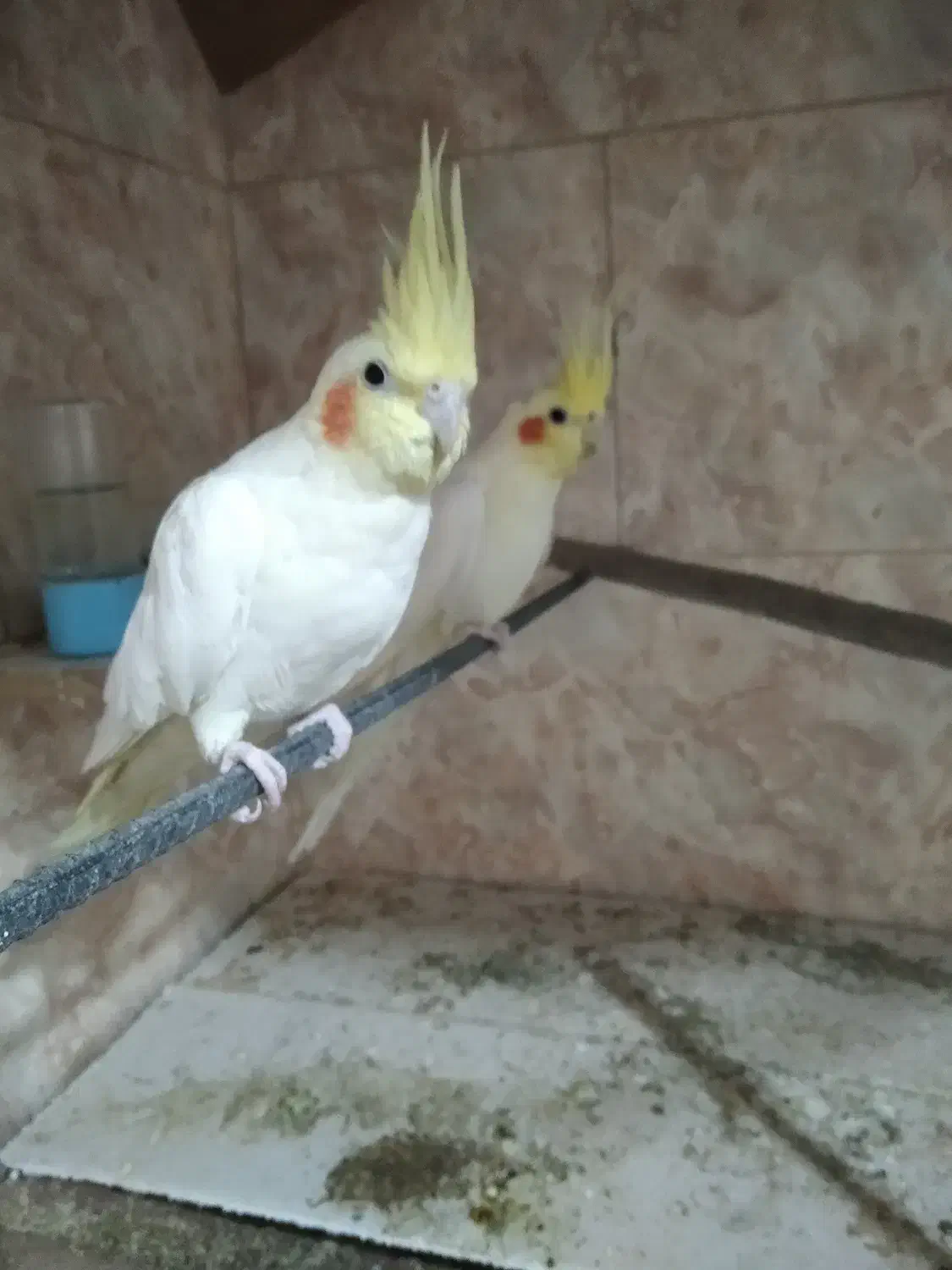 جفت عروس هلندی|پرنده|طبس, |دیوار