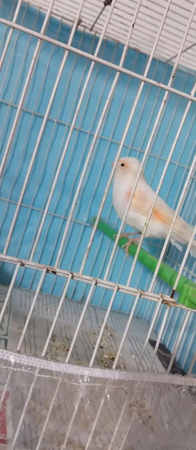 ماده قناری  موزایکی اماده اماده|پرنده|قوچان, |دیوار