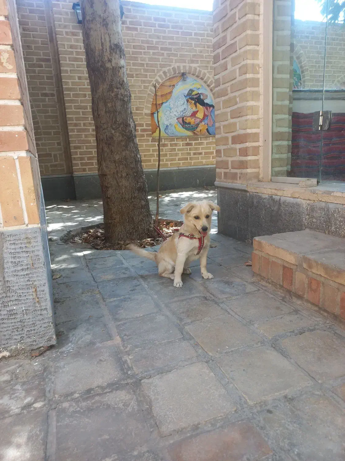 سگ اشپیتز نر|سگ|پیشوا, |دیوار