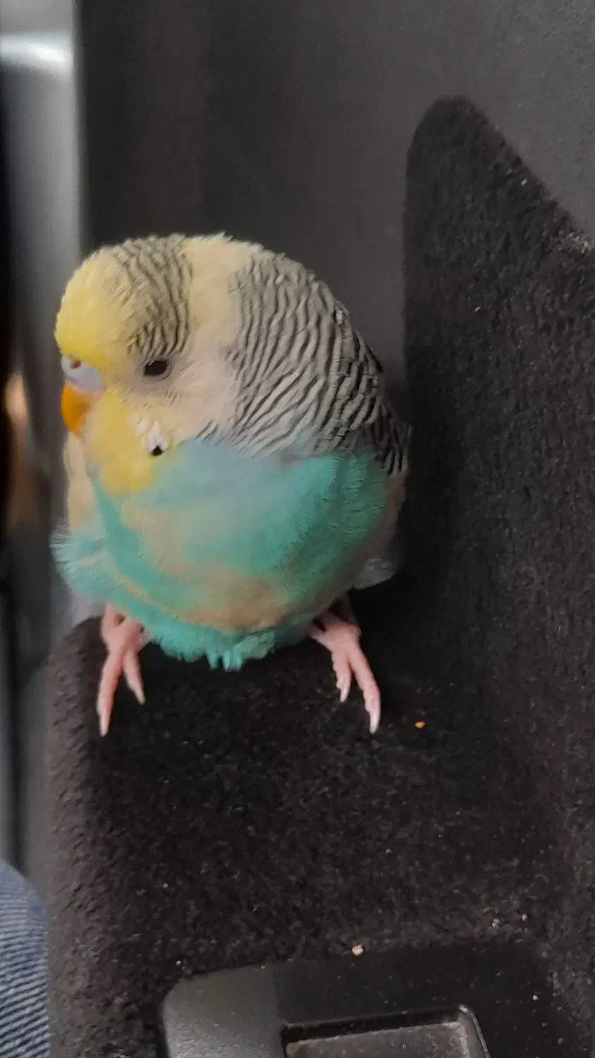 مرغ عشق گم شوده|حیوانات|شیراز, احمدآباد|دیوار