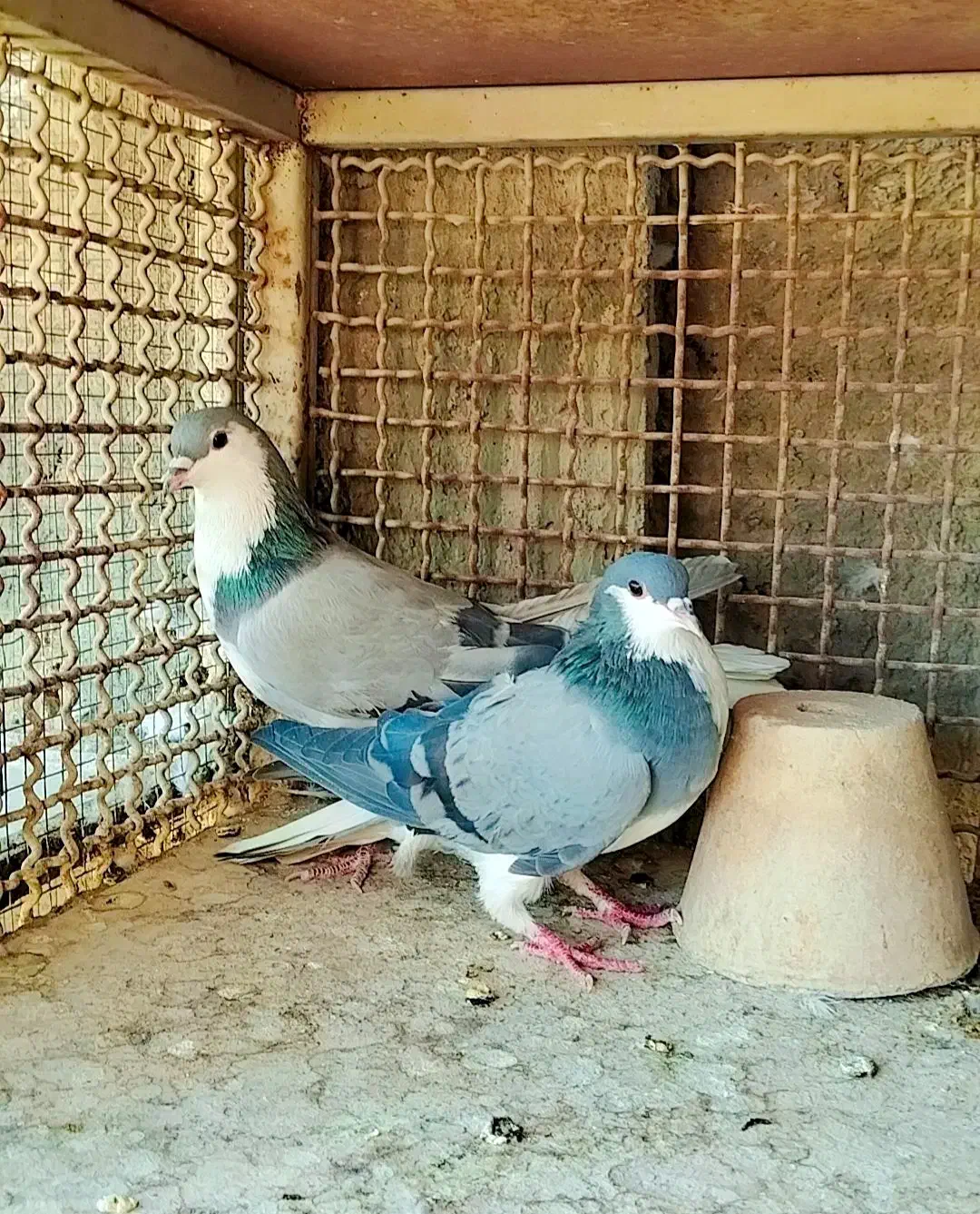 دمگیر|پرنده|اصفهان, جی شیر|دیوار