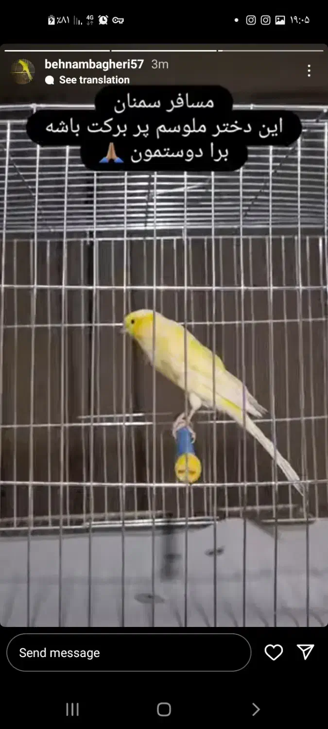 ۶ عدد قناری رسمی بلند همه طلایی پدر مادر دار|پرنده|سمنان, |دیوار