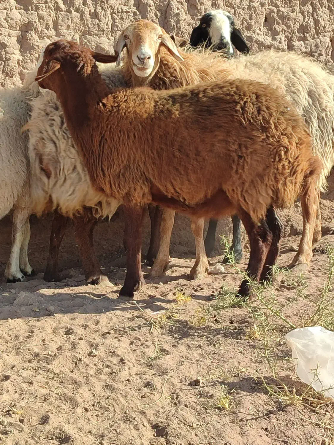 میش افشار و مغانی هترو ابستن دوقولوزا ۴راس|حیوانات مزرعه|کرمان, |دیوار