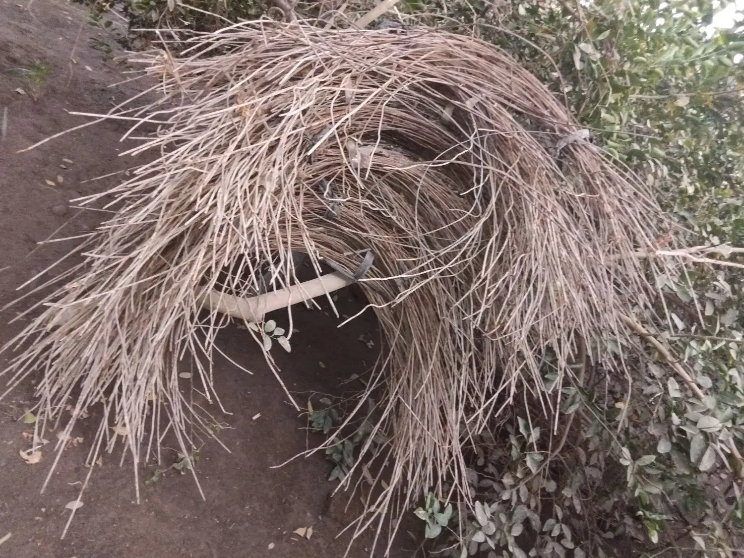 فروش سیخو دومتری|فروشگاه و مغازه|عنبرآباد, |دیوار