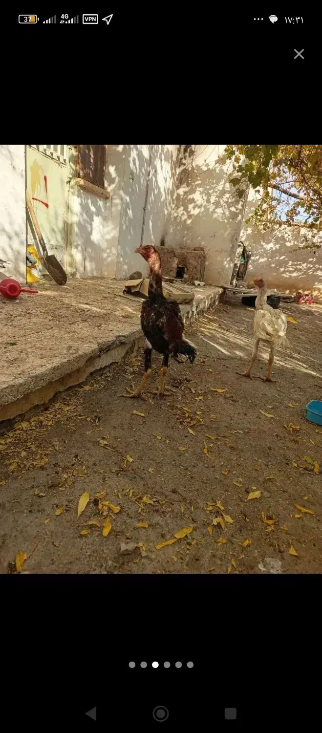 ۵ تا جوجه خروس لاری|حیوانات مزرعه|تربت جام, شاهد|دیوار