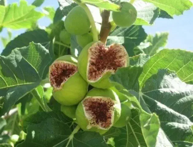 نهالستان پالیز دارای ارقام متنوع نهال های لیبل‌دار|خدمات باغبانی و درختکاری|قروه, |دیوار