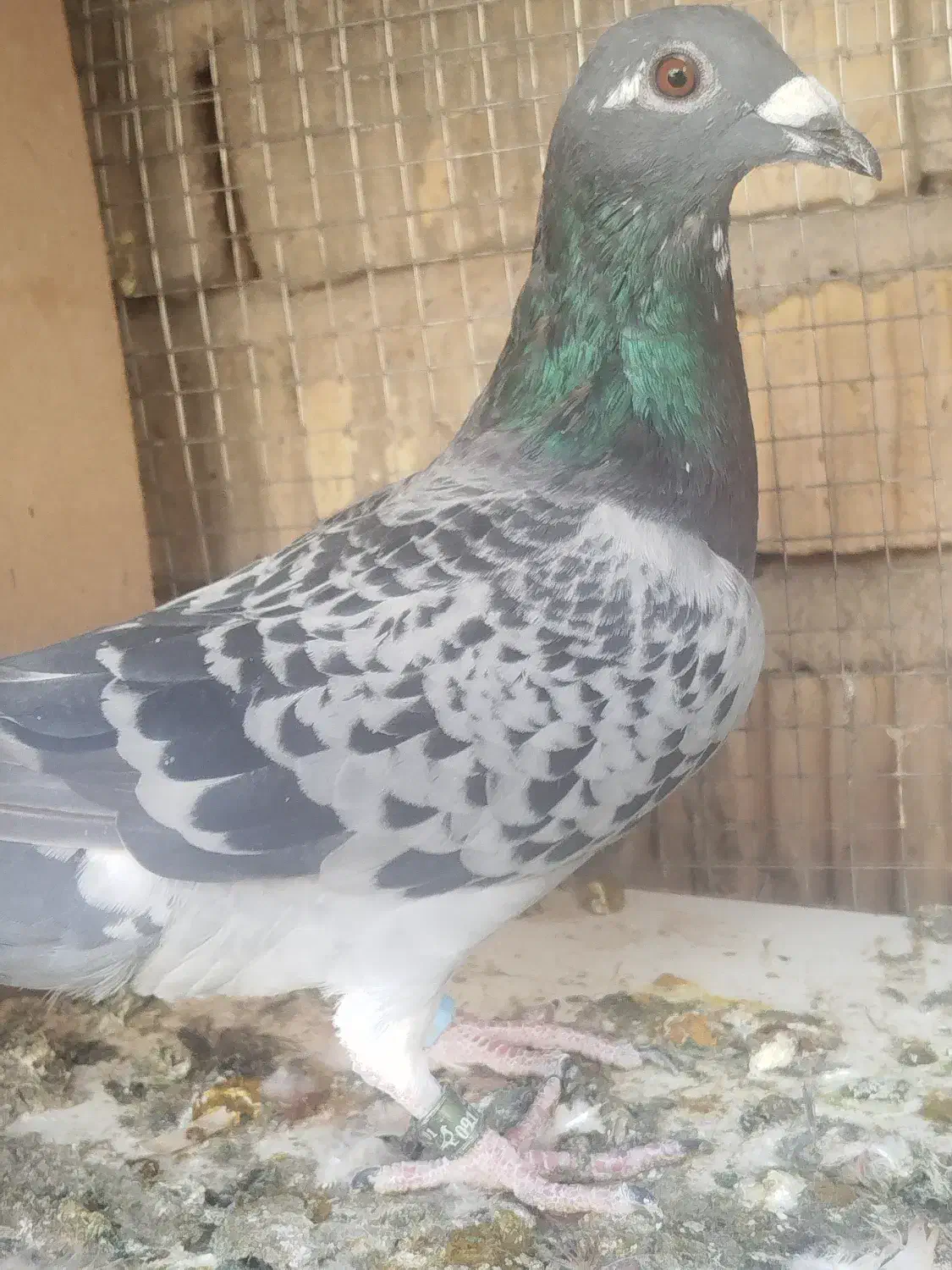 کفتر|پرنده|شیراز, کرونی(خاتونک)|دیوار