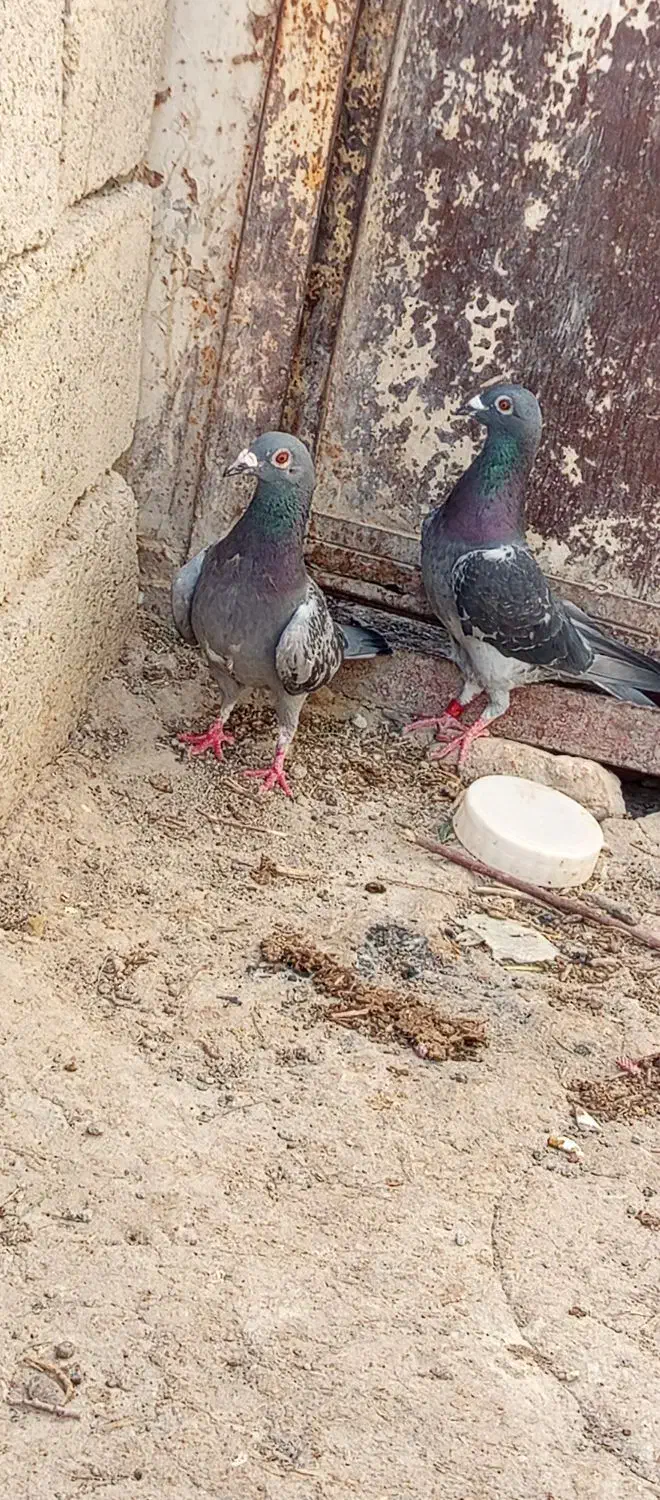 کبوتر|پرنده|کرباسک, |دیوار