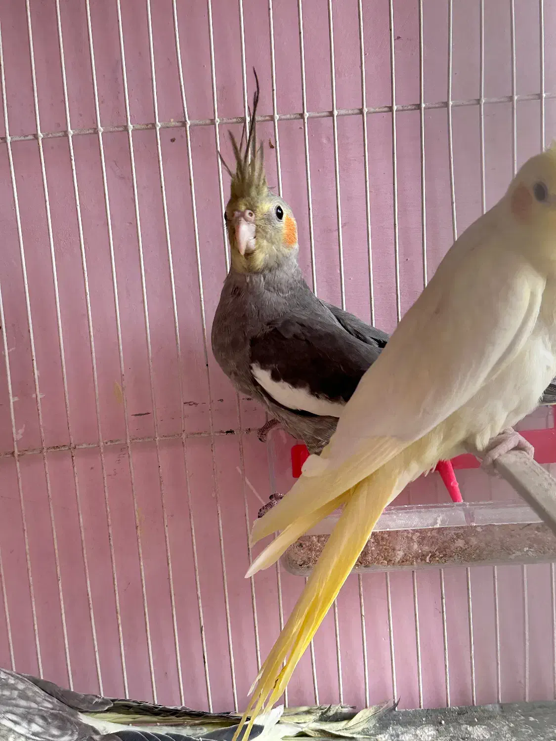 جوجه عروس ۳ ماه|پرنده|سبزوار, غرب نیروگاه|دیوار