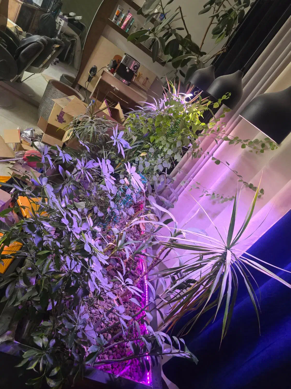 باکس گل وگیاه لاکچری|گل و گیاه طبیعی|مشهد, چهارچشمه|دیوار