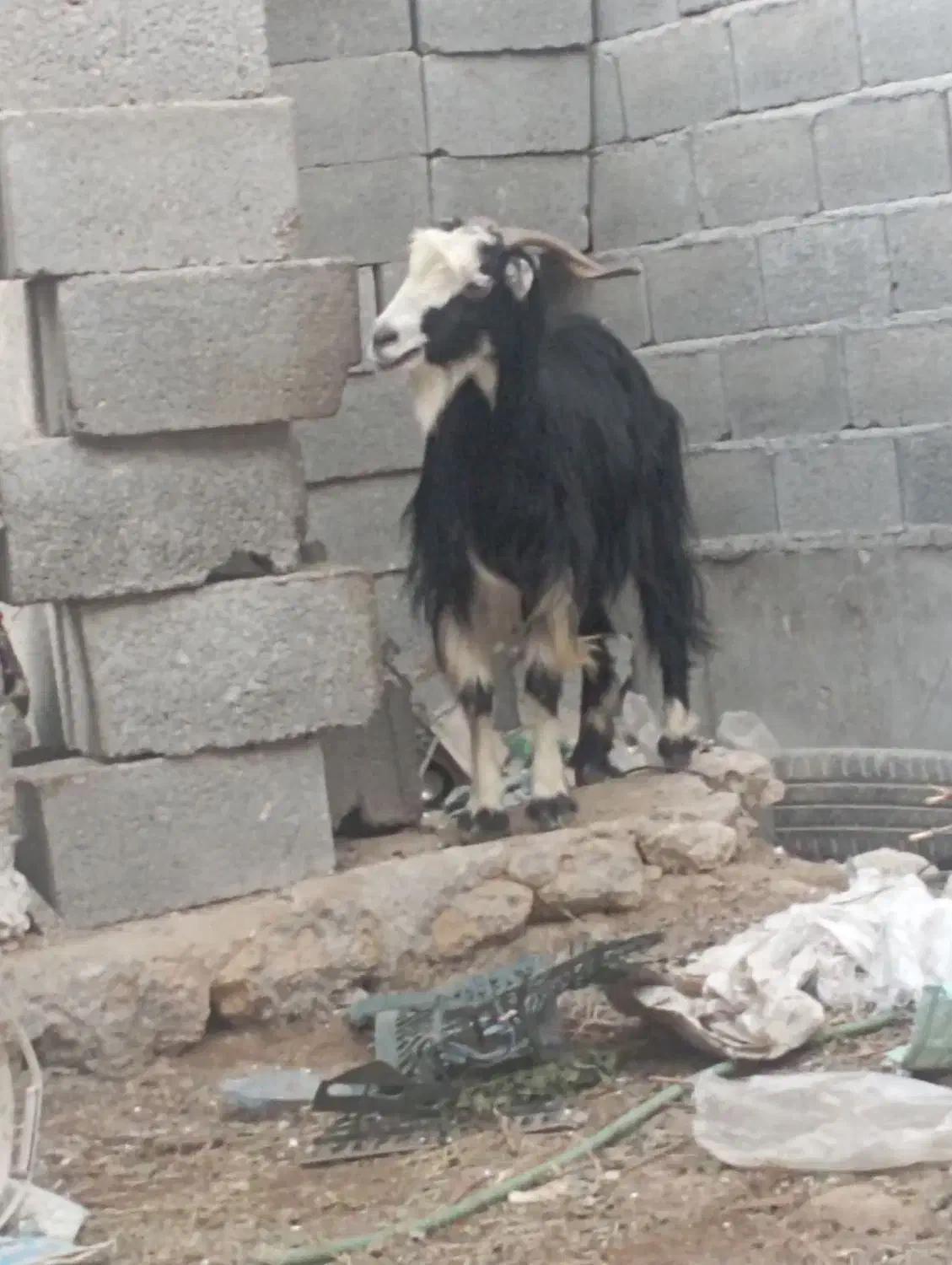 بزه|حیوانات مزرعه|بندر دیر, |دیوار