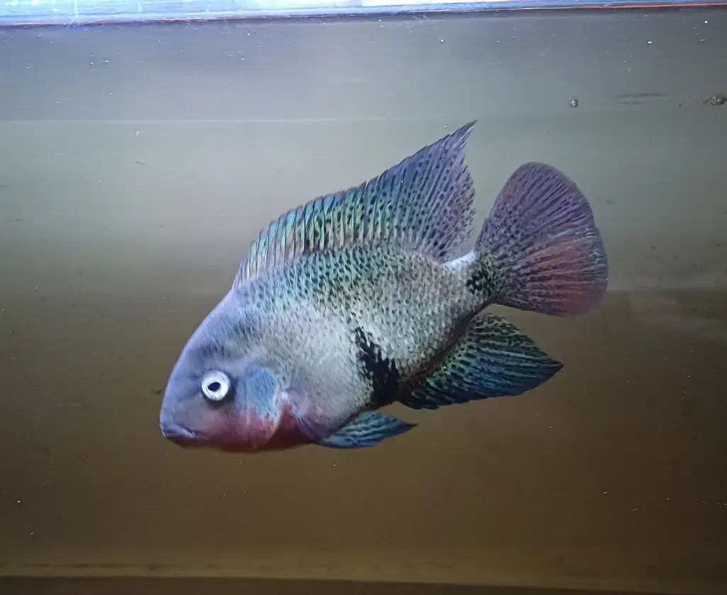 ماهی ویجا بلک بلت اکواریوم|ماهی|شیراز, غدیر شمالی|دیوار