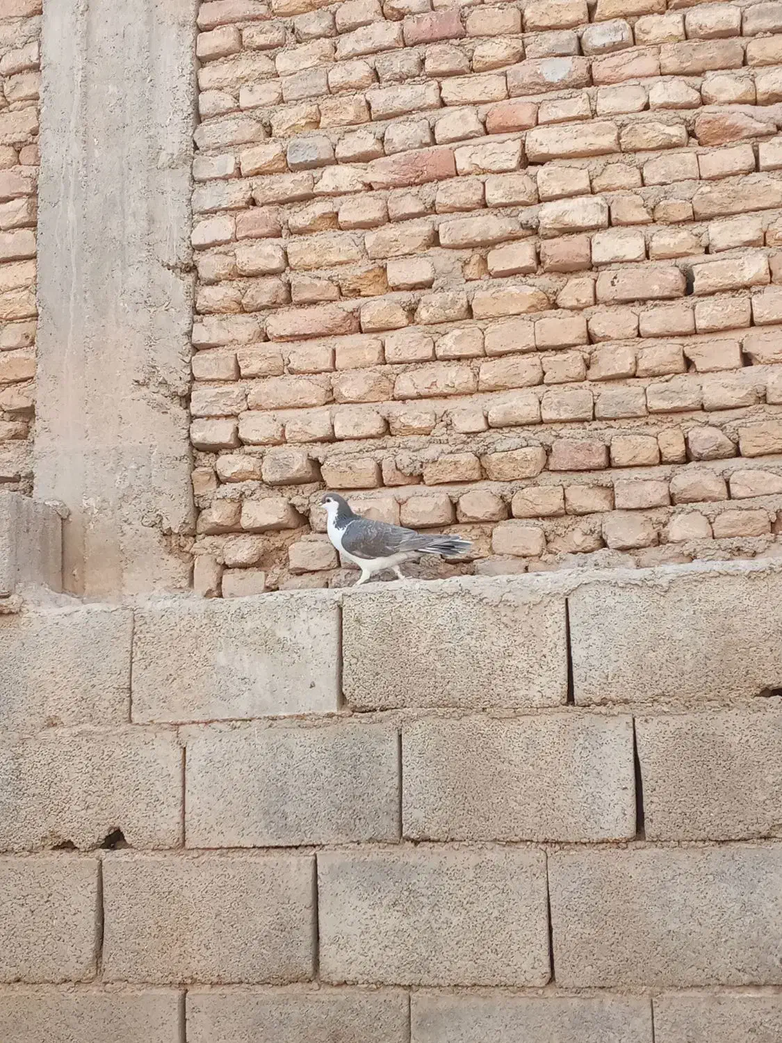 کبوتر|پرنده|اردل, |دیوار