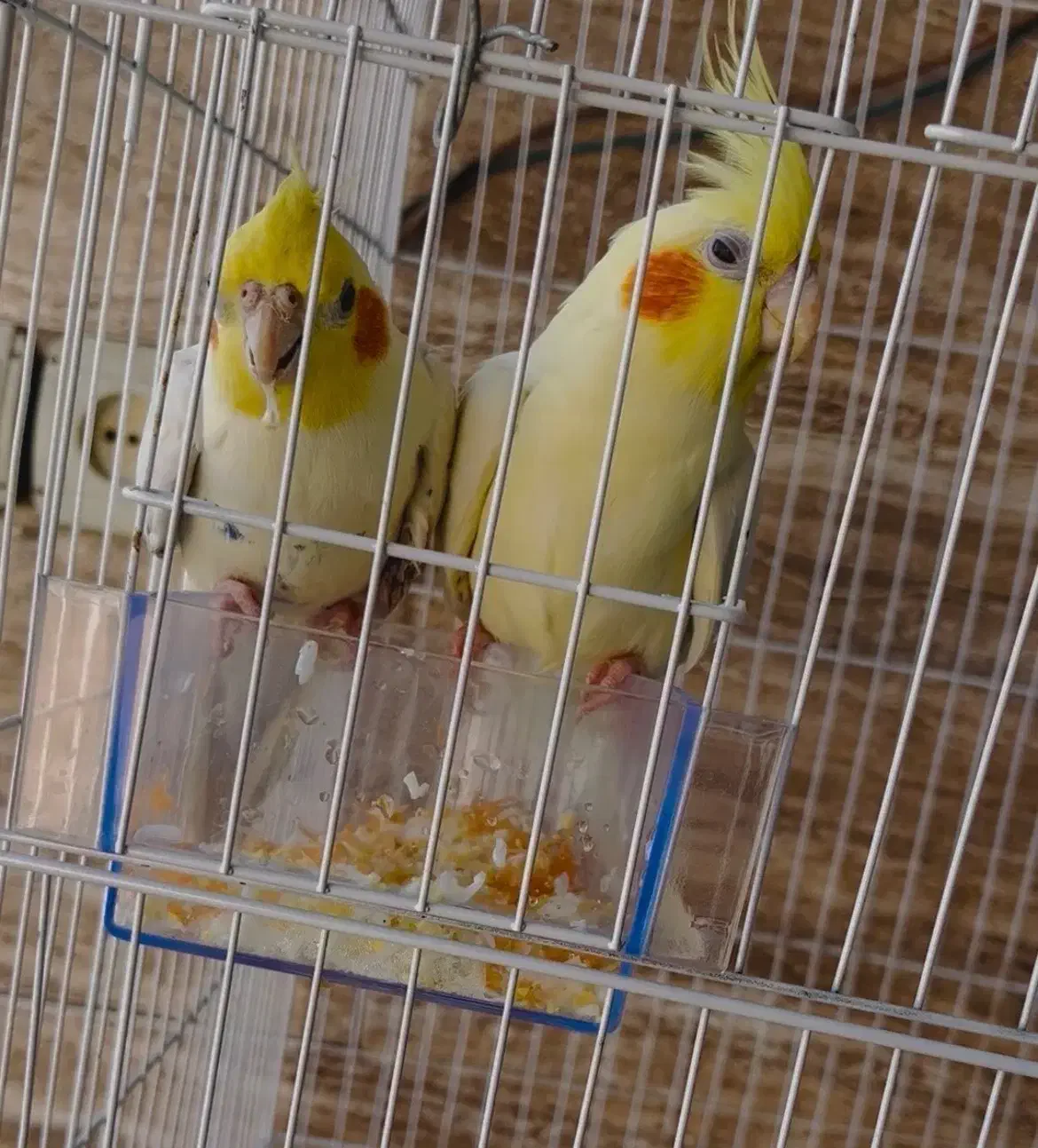 طوطی عروس هلندی|پرنده|بندر ماهشهر, |دیوار