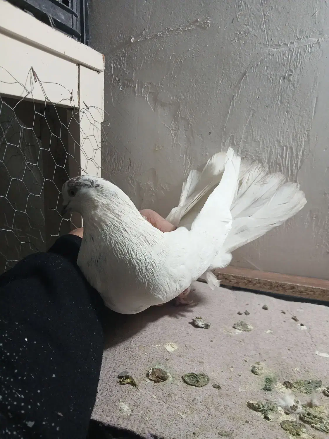 کفتر پرشی غریب گیری|پرنده|گلستان (تهران), |دیوار