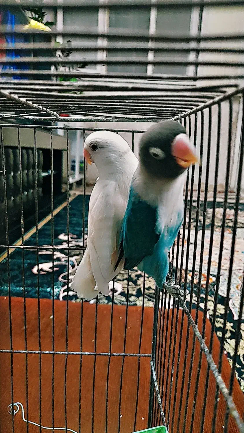 کوتوله برزیلی|پرنده|فسا, |دیوار