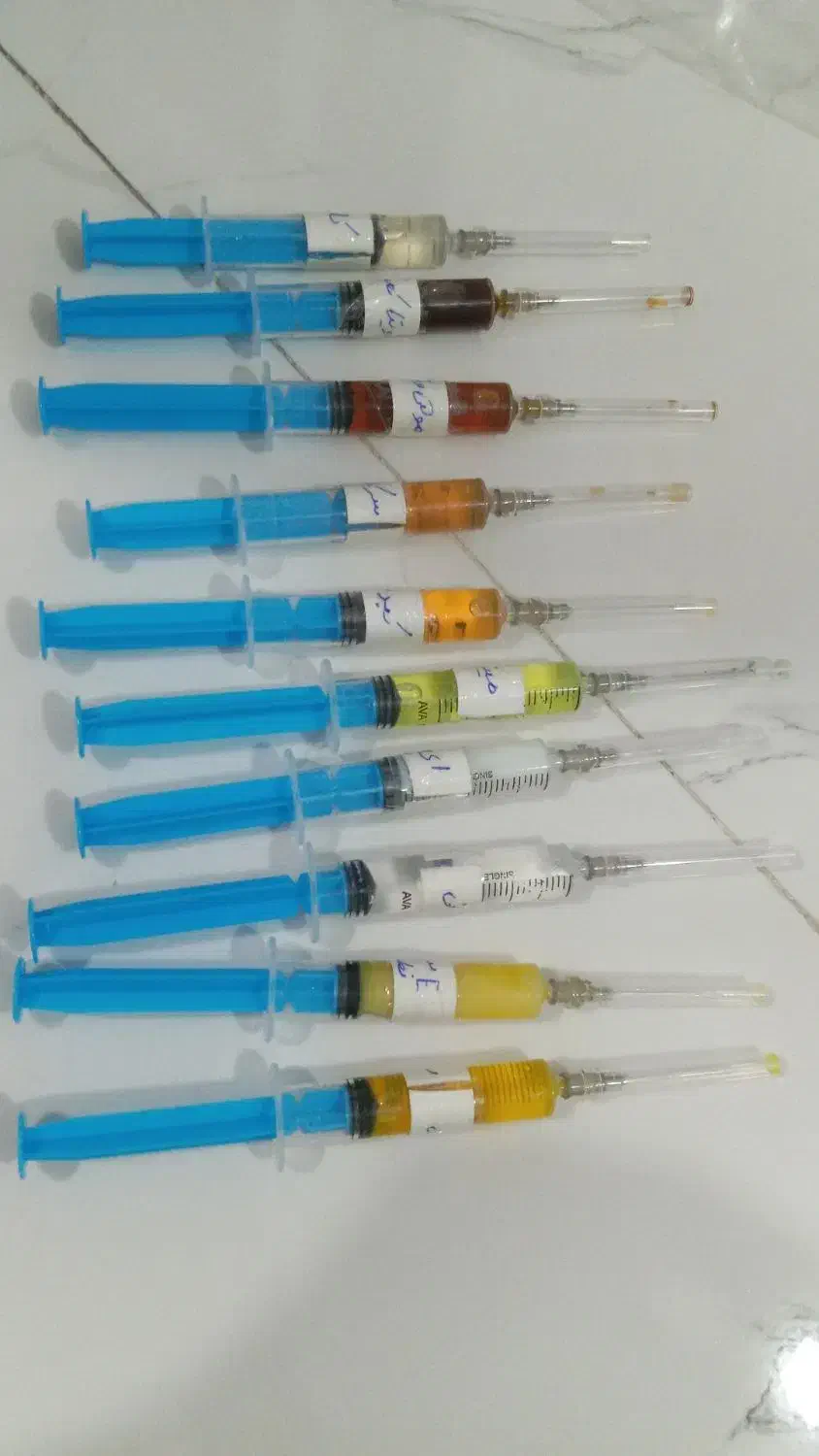 عروس هلندی رام|پرنده|سنندج, |دیوار