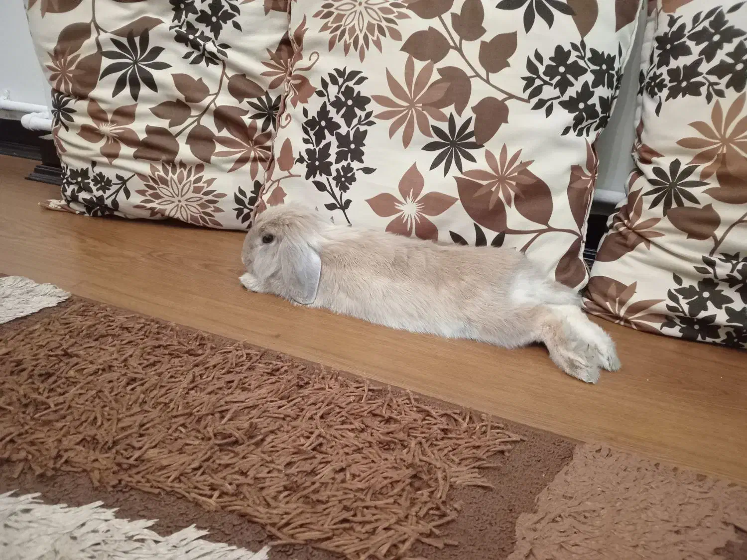 واگذاری لوپ نر|موش و خرگوش|تهران, آبشار|دیوار