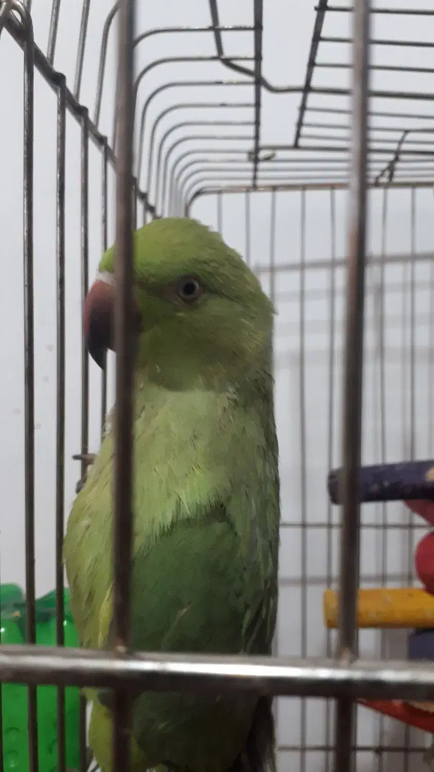 جوجه طوطی ملنگو|پرنده|بجنورد, |دیوار