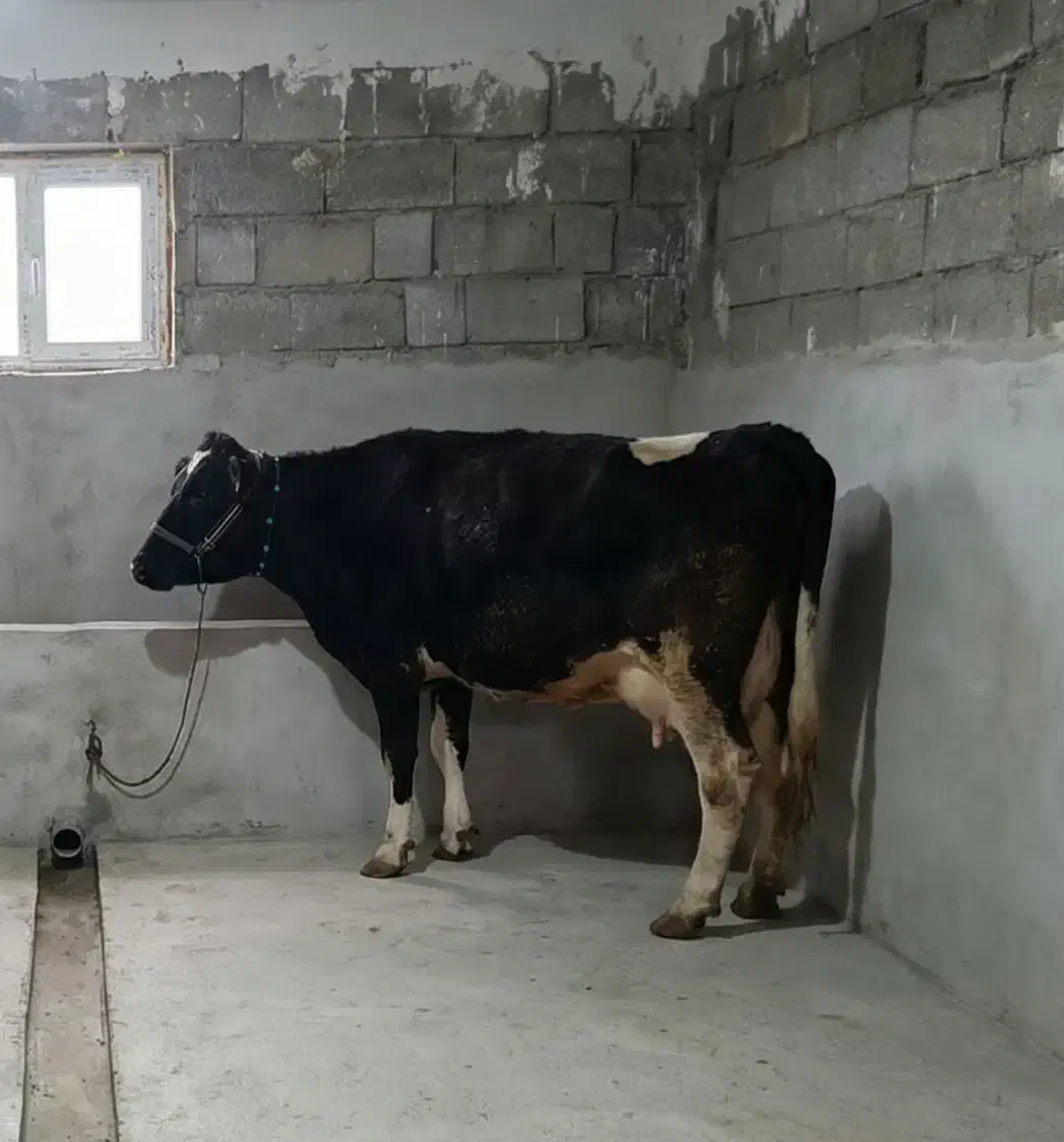 گاو سمینتال|حیوانات مزرعه|جوانرود, |دیوار