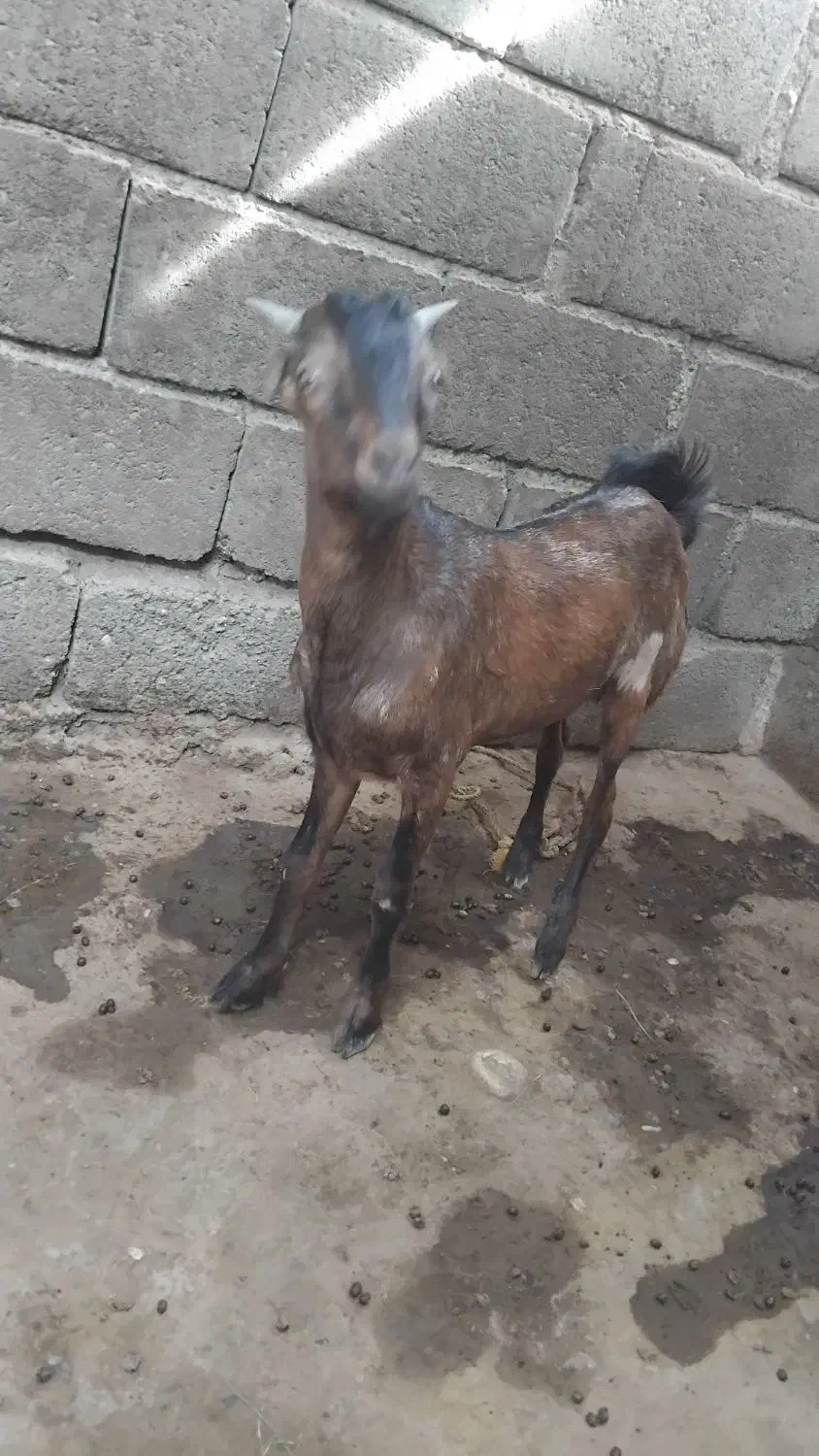 ب دلیل نیاز مالی|حیوانات مزرعه|میناب, |دیوار