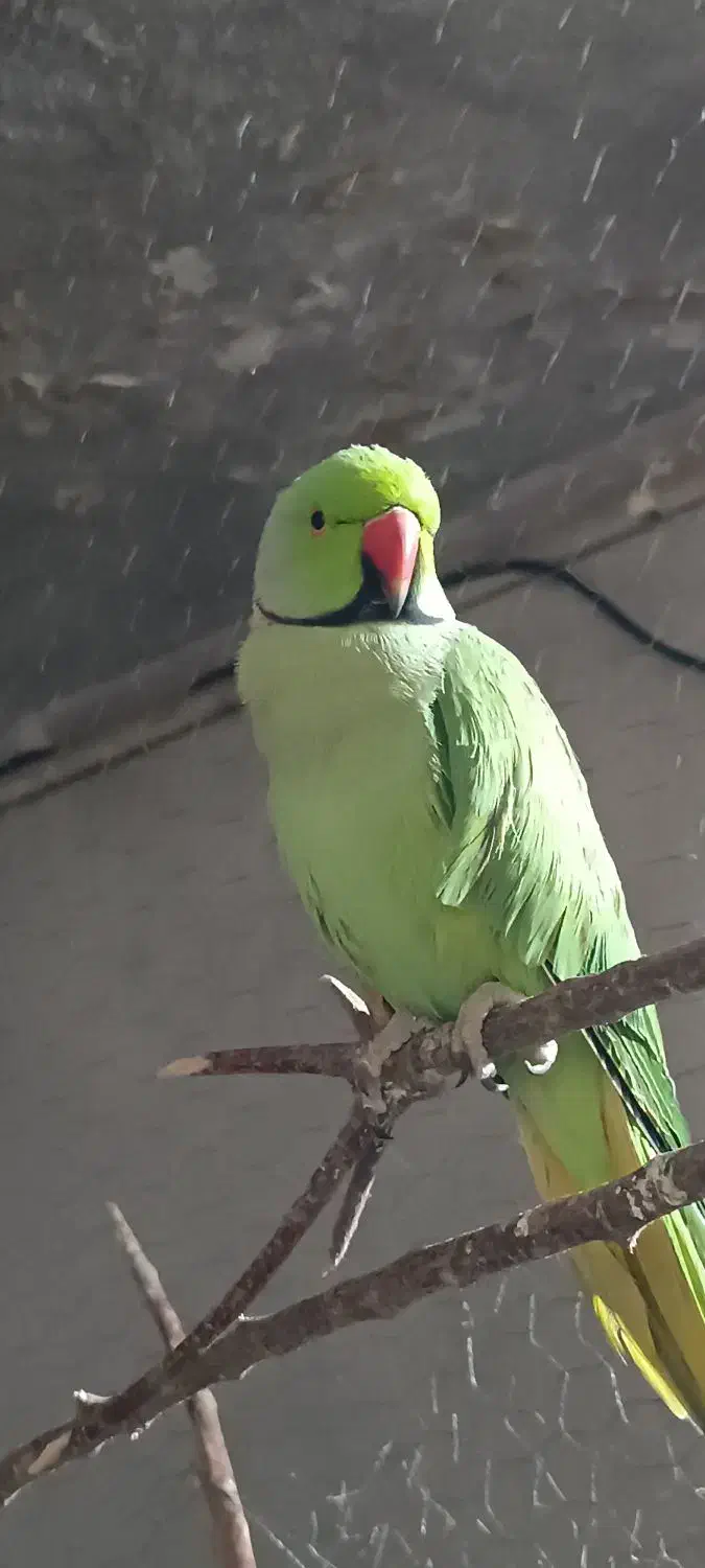 ملنگو|پرنده|نیشابور, گنبد سبز|دیوار