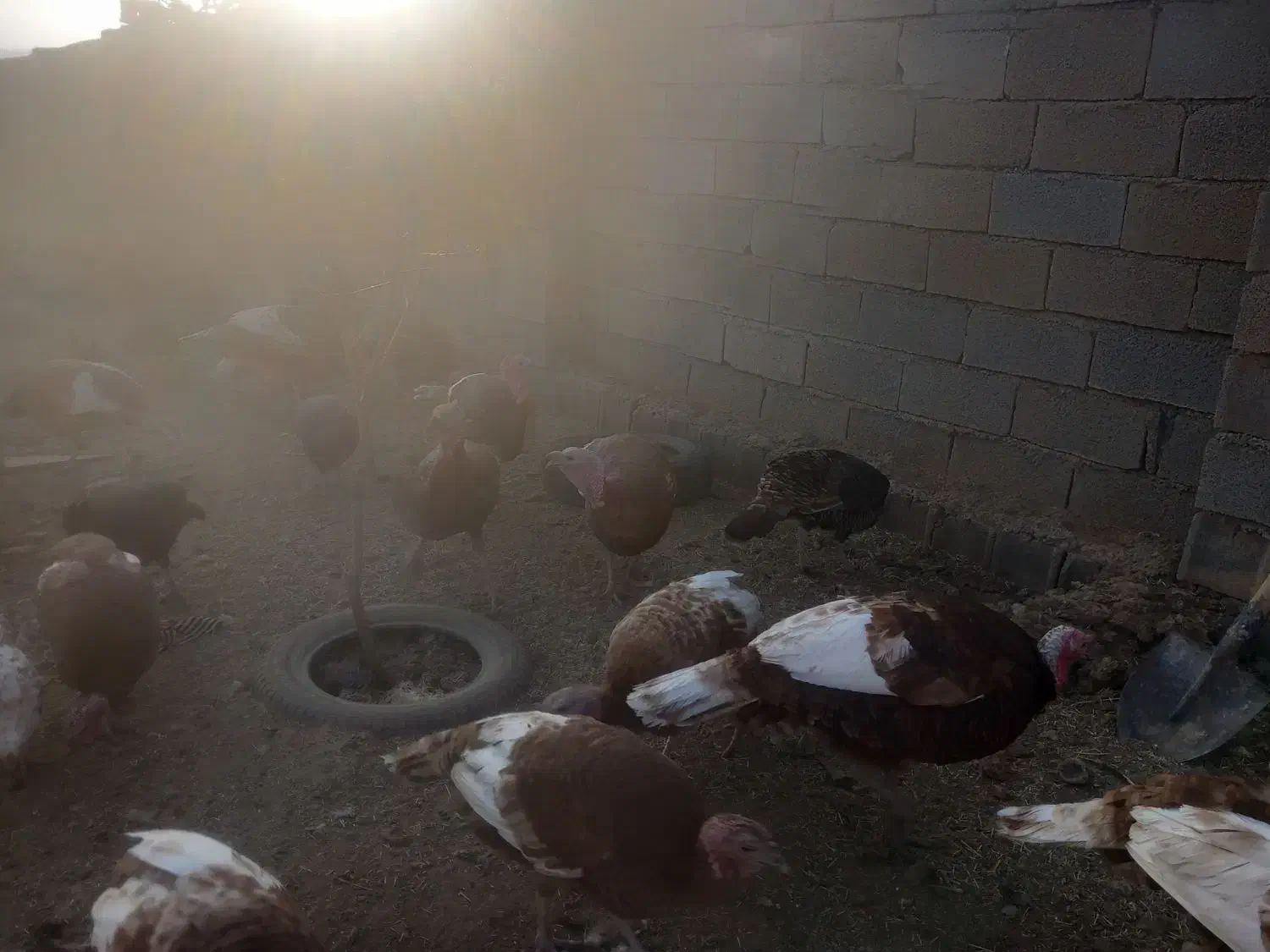 ۶ عدد بوقلمون نر محلی|حیوانات مزرعه|ماهیدشت, |دیوار