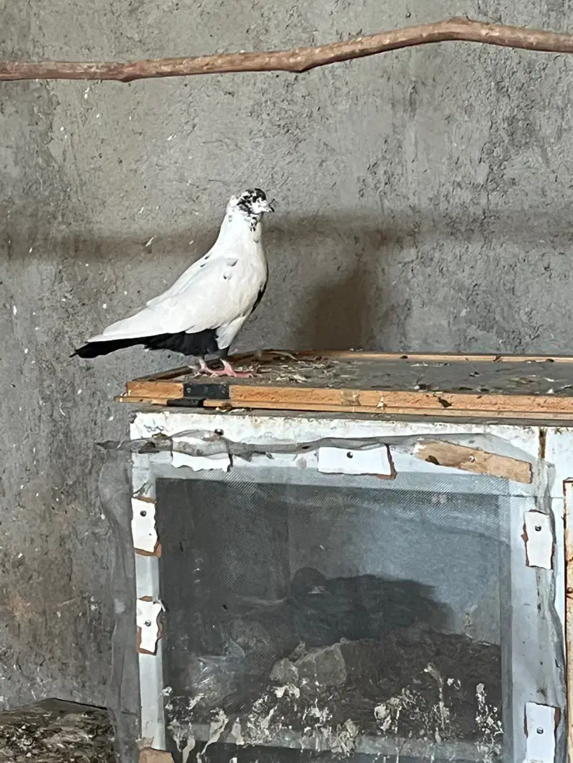 دم موشکی.دم سیاه..هر دو چند تیزی به اخر.|پرنده|سبزوار, قصبه شرقی|دیوار